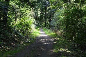 Pathway in woods
